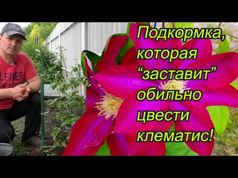 Видео: Клематисы на осень - Советы по выращиванию поздно цветущих клематисов