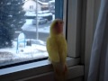 1 lutino lovebird lola at the window chirping