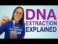 DNA Extraction Explained