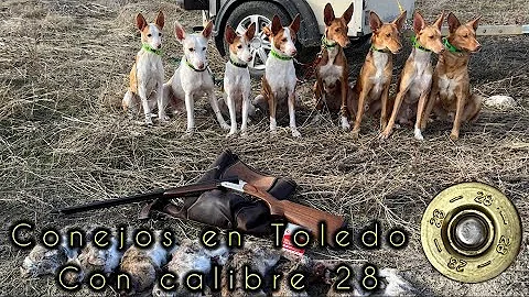 CAZA MENOR🐶 , conejos con calibre 28 y el equipo de podencos ‼️