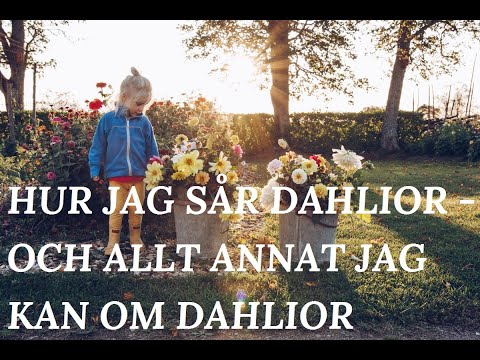 Video: Framgångsrik Odling Av Underbara Dahlior. Det Grundläggande