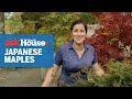 All About Japanese Maples | Ask This Old House