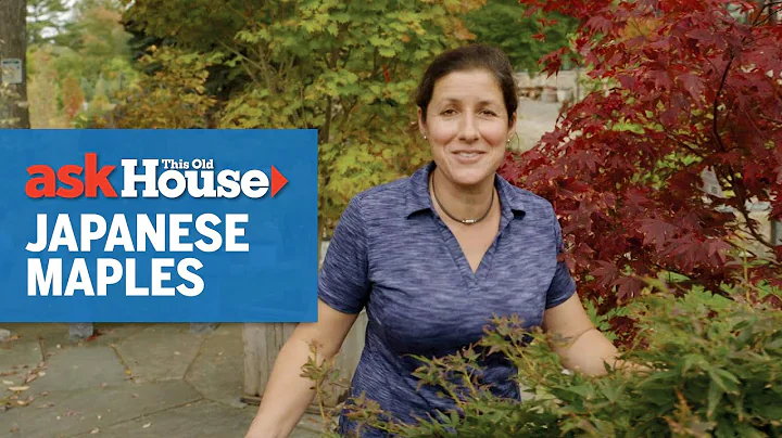 All About Japanese Maples | Ask This Old House