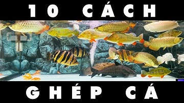 Bí quyết 10 cách GHÉP CÁ cộng đồng thành công | 10 ways to raise incompatible fish together