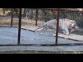 Белые тигры получили сытный обед! Тайган White tigers got a hearty meal! Taigan