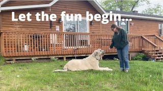 8 Tips to Level Up Your Dog's Training by Michigan Pet Alliance 31 views 1 year ago 10 minutes, 6 seconds