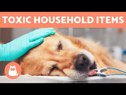 वीडियो: घरेलू क्लीनर में कुत्तों के लिए 5 चीजें जो जहरीली हैं (+ 1 बढ़िया वैकल्पिक)