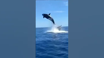 مهاجمه دولفين من قبل الحوت القاتل بقفزة عاليه جدآ 