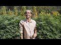 Reportage  dans lun des  grands champs de weed deurope  