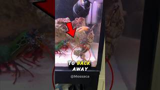 Why You Shouldnt Touch A Mantis Shrimp Too Fast