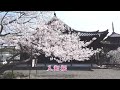 道成寺の桜