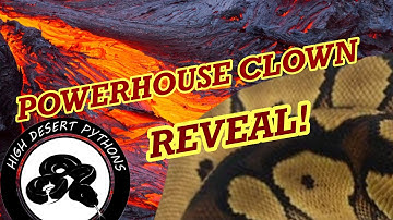 Powerhouse Clown Reveal! | High Desert Pythons