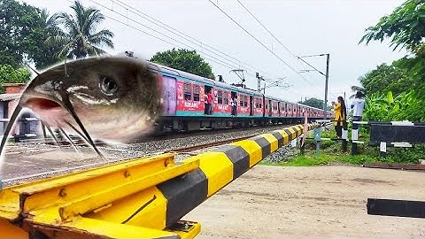 Big Catfish Headed Printed EMU Local Train Dangerous & Furious Moving Out Railgate