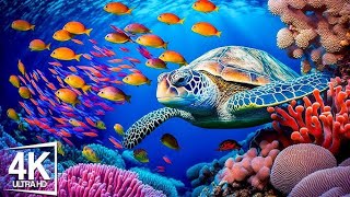 The Colors of the Ocean 4K ULTRA HD  The Best 4K Sea Animals for Relaxation & Calming Music