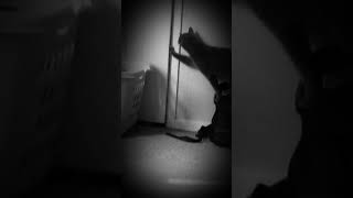Sneaky little cat you...
Idk what she thinks is in there or what XD shes been doing this a lot. Sneaky little cat you...