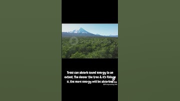 What trees can do may shock you #tree #nature #youtubeshorts #wow #video #youtube #earth #fy