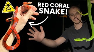 Insane RED CORAL SNAKE doesnt want to bite me! In search of Thailands rarest viper pt. 2