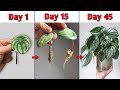 2 brilliant ways of peperomia propagation you must try