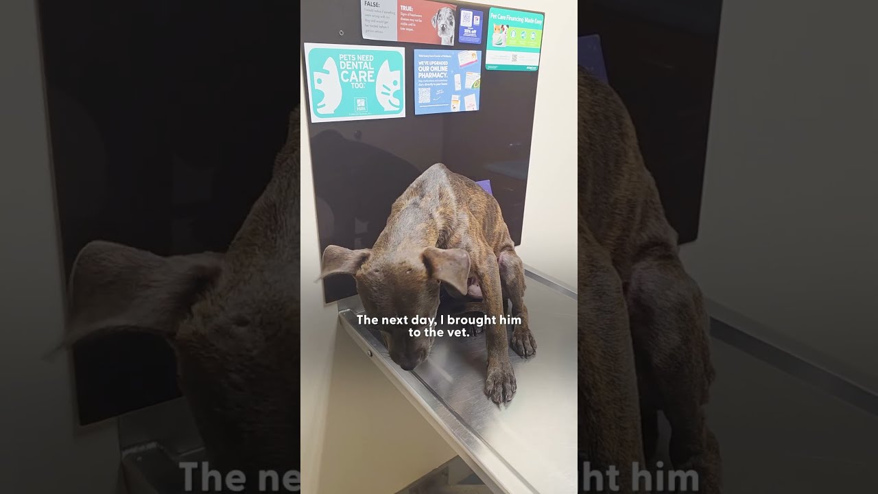 Guy Off Roading In His Jeep Spots A Skinny Pittie Puppy And Brings Him Home The Dodo