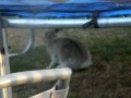 Rabbit in the yard