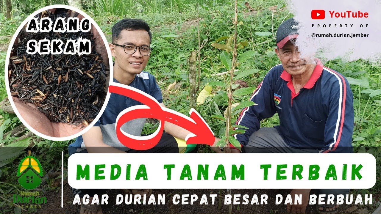 ARANG SEKAM ⁉️| MEDIA TANAM TERBAIK AGAR DURIAN CEPAT BESAR DAN BERBUAH