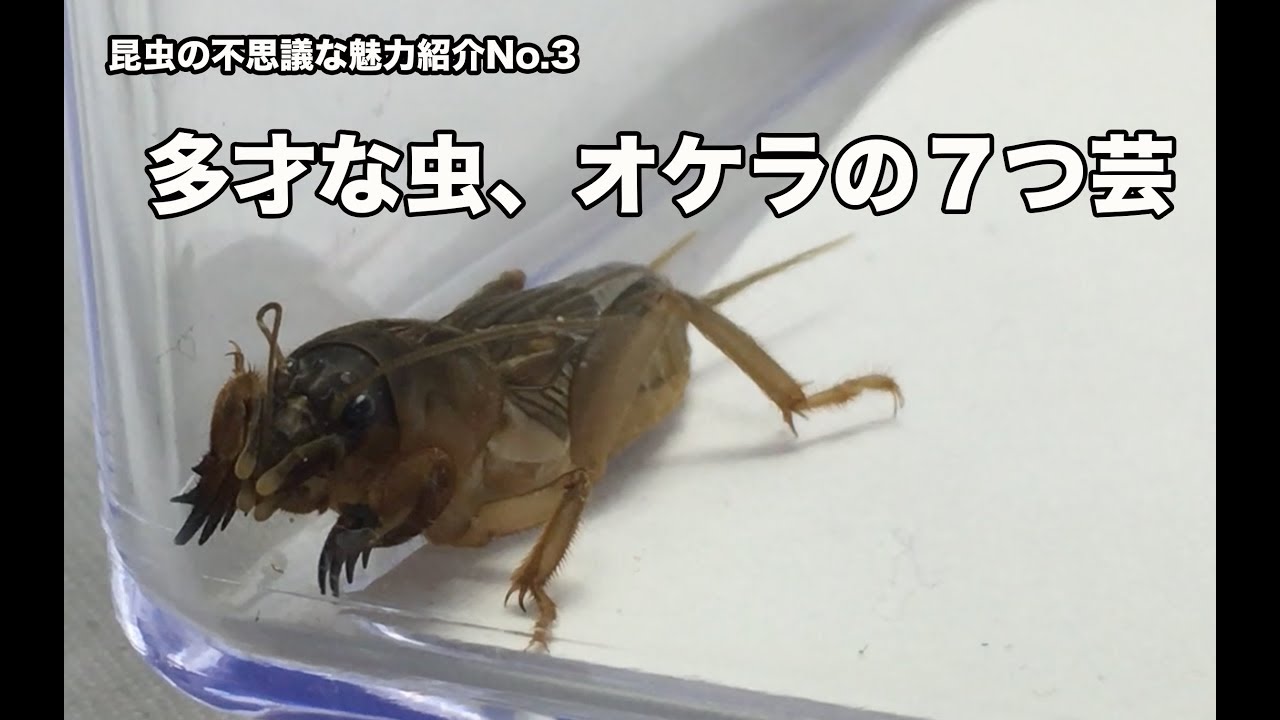 昆虫の不思議な魅力紹介no 3 多才な虫 オケラの７つ芸 Youtube
