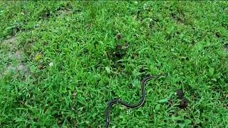 I find a snake in the grass and it peed on me