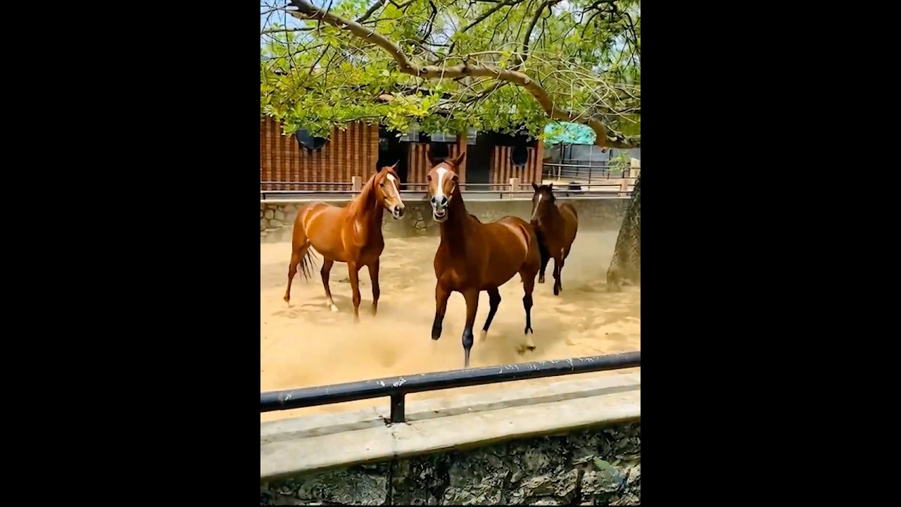 horses fighting 🐎 