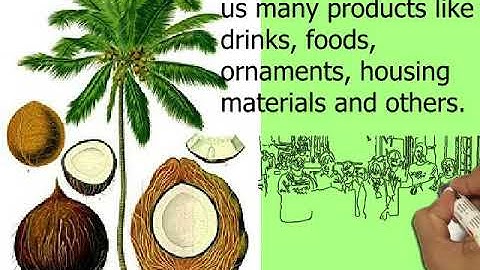 first coconut presentation mp4