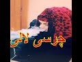    محلی چرسی لالی