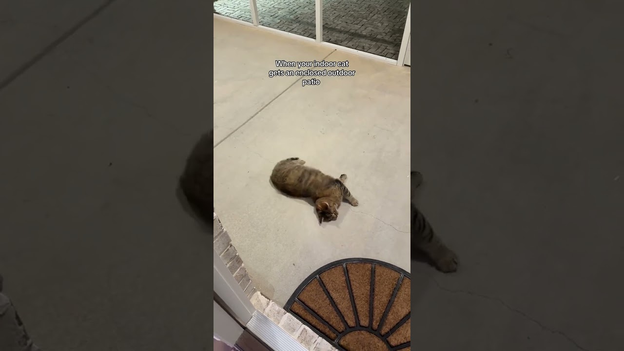 @gloriacentanni: Она так счастлива в своем новом доме 🥹🥹🥹 