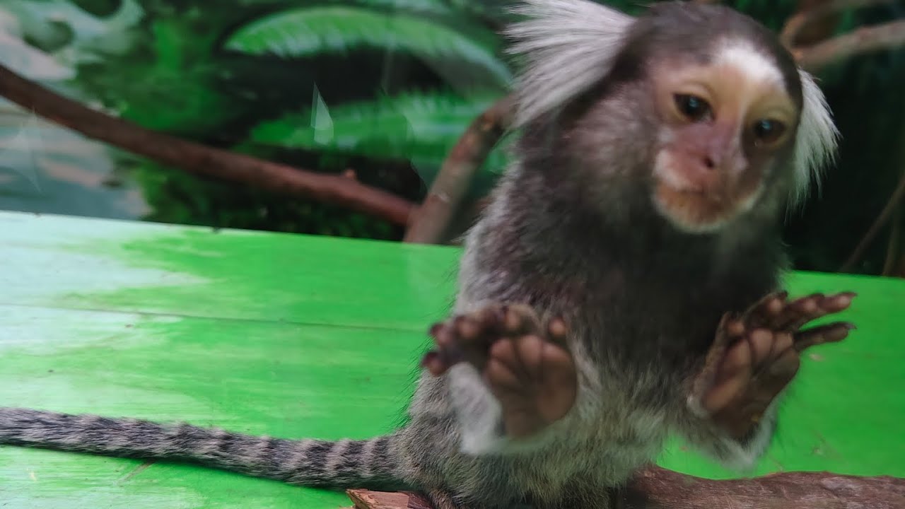 🐒 Pocket monkey 🐵 kookyland