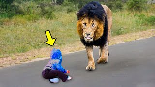 Lion Came Face-to-face With a Little Boy. What It Did Next Will Shock You!