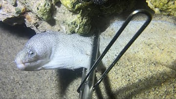 Diving under the sea to catch eels, crabs and sea cucumbers | Part 123-1