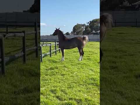 Video: Kathiawari Horse