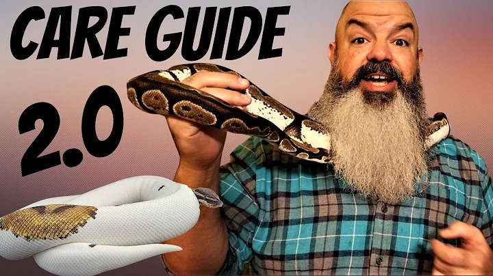 Beyond the Ball Python Care Guide: Next Level Snake Care