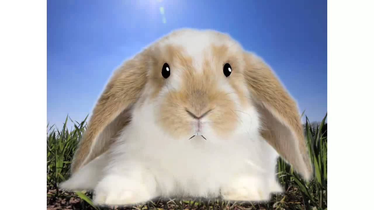 Rabbit Deal of the Year YouTube