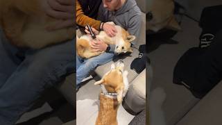 Mission patticure pour Roxy 🐾 #humour #corgi #chien