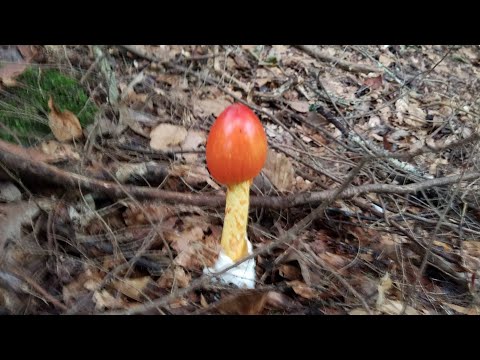 Video: Cómo Encontrar Hongos En El Bosque