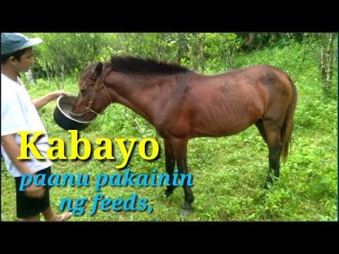 Video: Paano Pakainin Ang Isang Kabayo