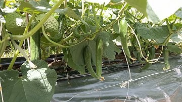 Mô hình trồng dưa leo trong nhà lưới mang lại hiệu quả kinh tế cao