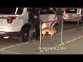 K-9 police dog in training at Los Angeles International Airport K-9 police dog in training at Los Angeles International Airport