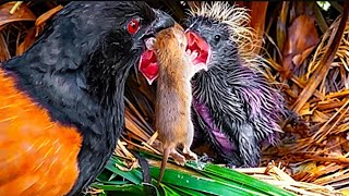 This Baby Bird Food Is So Crazy It's Absolutely Beyond Reason
