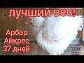 Бройлер Арбор Айкрес 37 дней. Вес, сколько съели  комбикорма. Расскажу когда начну забой и почему.