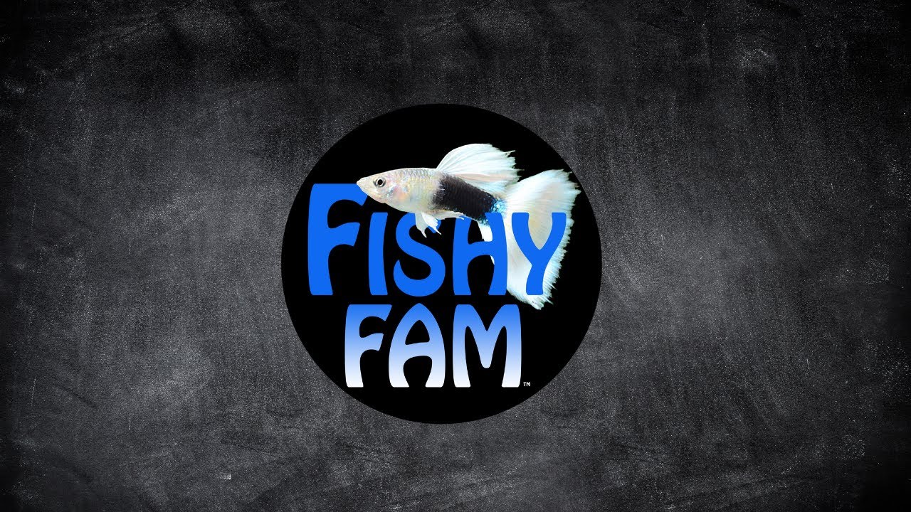 Fishy Fam Youtube Video Editor