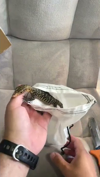 Unboxing Quince Monitor📦🦎#quincemonitor #kadal #reptil #unboxing #fyp