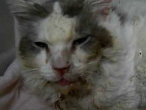 Cat With Oral Cancer Youtube
