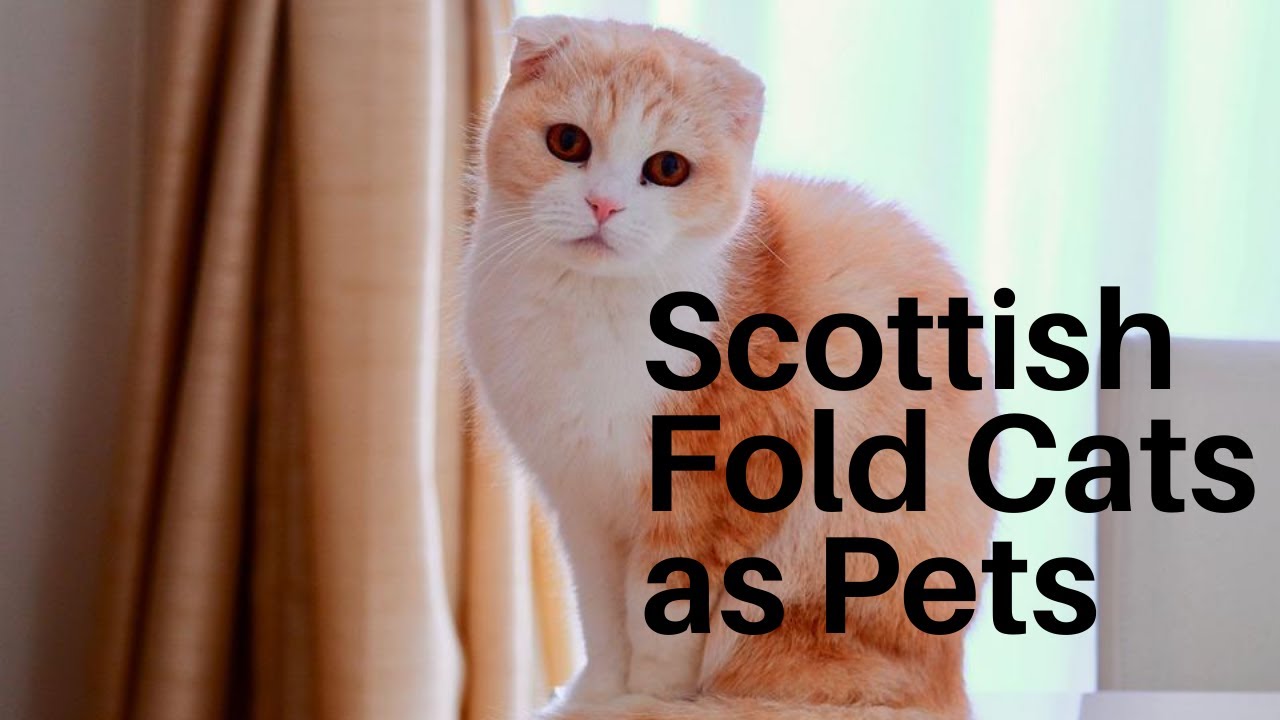 Scottish Folds Cats as Pets A Complete Scottish Fold Care Guide