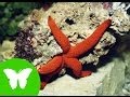 La Eduteca - Estrellas y erizos de mar (Equinodermos)