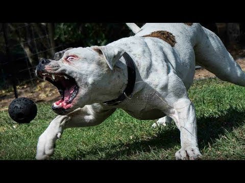 Video: Amerikan Bulldog İt Hipoallergenik, Sağlamlıq Və Ömür Aralığı